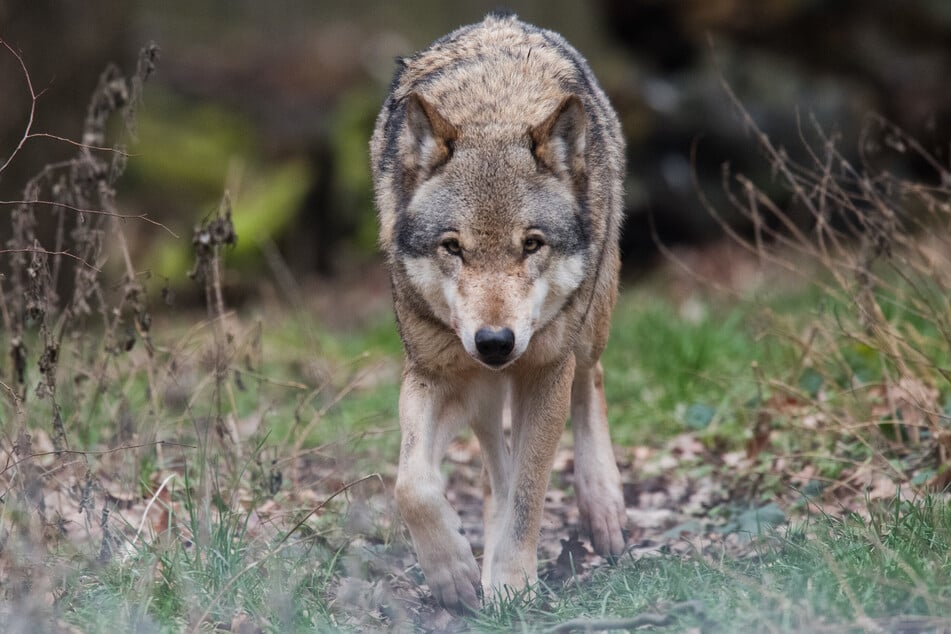Der Wolf soll schnellstmöglich auch in Sachsen ganz legal bejagt werden können. (Archivfoto)