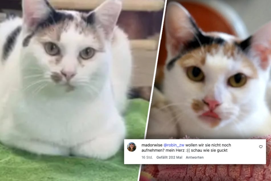 Emotionale Video-Vorstellung von Katze Shiny: Dieser Kommentar berührt Follower besonders