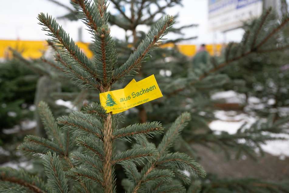 Einige sächsische Weihnachtsbaumproduzenten rechnen 2024 mit steigenden Preisen. Trotzdem soll der Christbaum für jeden bezahlbar bleiben.