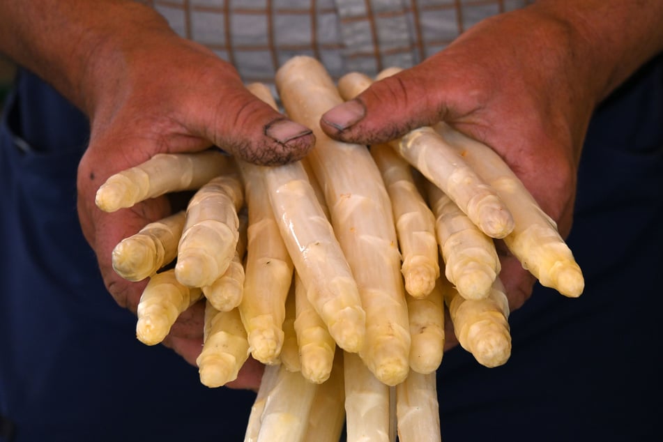 Aufgrund starker Trockenheit kam es beim Spargel regional zu Ernteausfällen. (Symbolbild)