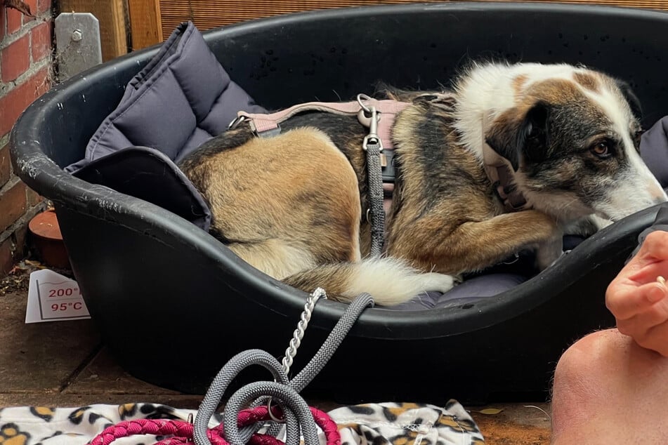 Moni verliert Bein nach Ausbruch aus Tierheim - Jetzt ist sie ein Angsthund