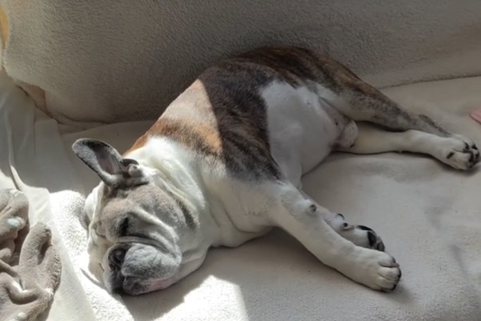 Bulldogge Kai-Uwe wurde fast 16 Jahre alt, litt zuletzt aber unter anderem an einer Demenz.