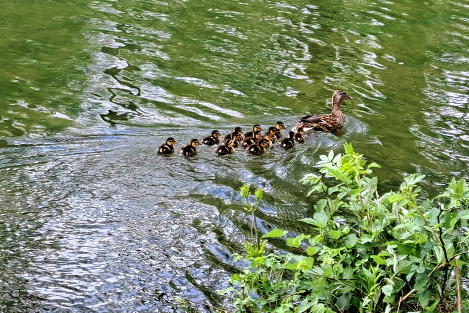 Die Entenmutter und ihre 14 Küken genießen den Park von Schloss Blutenburg in München.