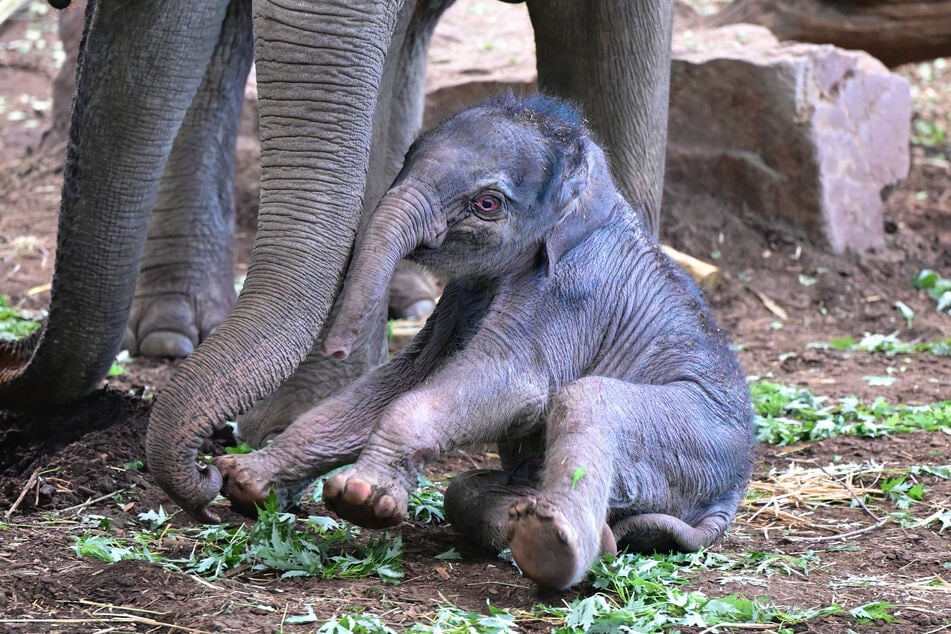 Die kleine Elefantenkuh wurde auf den Namen "Sarinya" getauft.