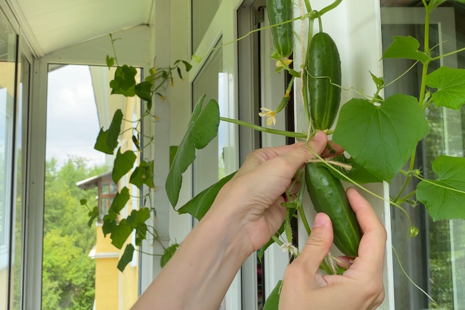 Wusstest Du, dass man Gurken drinnen züchten kann?