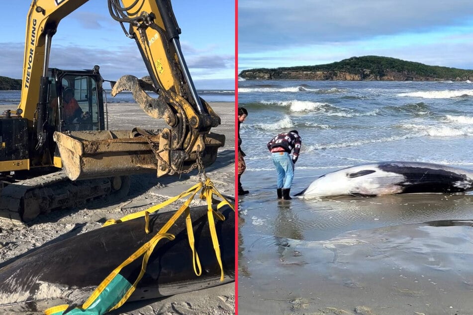 Corpse of world's rarest whale washes ashore on New Zealand beach