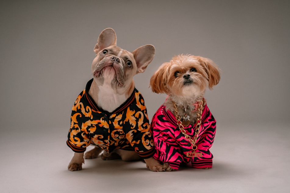 The Fashionable Dogs exhibit at the Museum of the Dog puts a different spin on canine fashion.