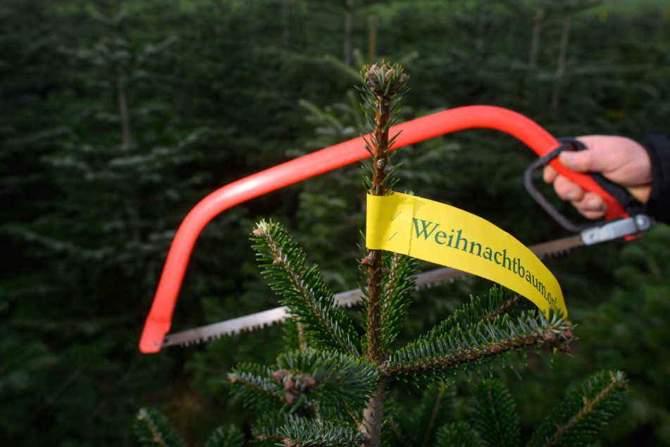 Die mögliche Preiserhöhung gilt auch für Christbäume, die man selber schlagen oder sägen kann.