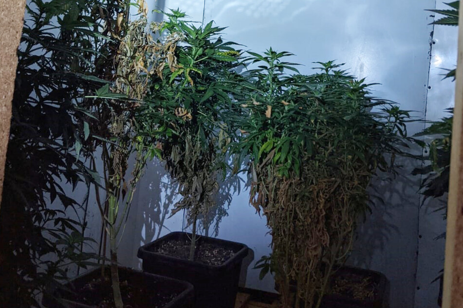 Der illegale Drogenanbau umfasste immerhin 15 Pflanzen.