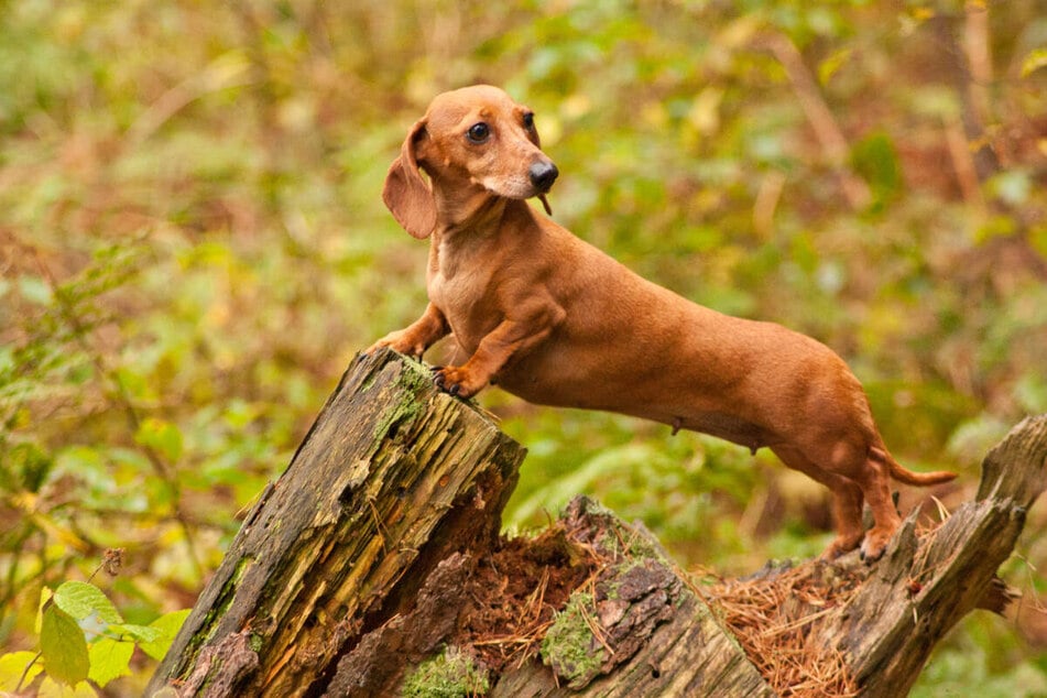 Dackel lieben es, den Wald zu erkunden und dort zu buddeln und zu graben.