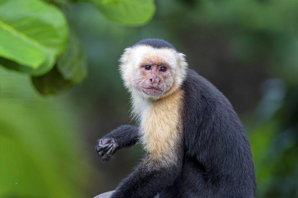Male Panama capuchin monkeys have developed the inexplicable habit of kidnapping baby monkeys of other species and carrying them around.