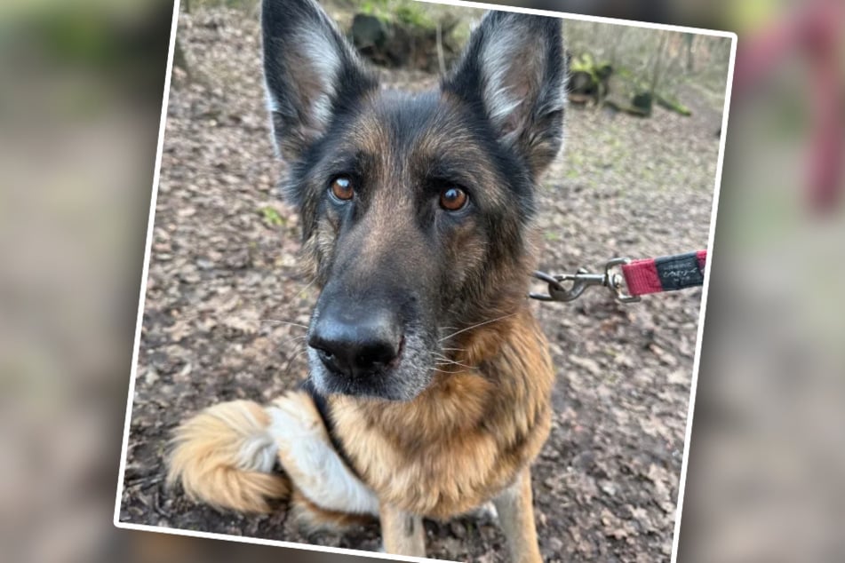 Ihre Pfleger hoffen, dass die "Zuckerpuppe" auf ihre alten Tage nochmal ein liebevolles Zuhause findet.