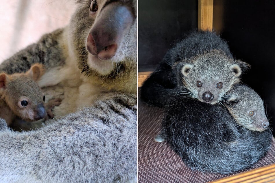 Wie knuffig: Im Dresdner Zoo hat sich der Koala-Nachwuchs endlich gezeigt und auch die Binturongs Helga und Holly erkunden inzwischen mutig ihr Gehege.