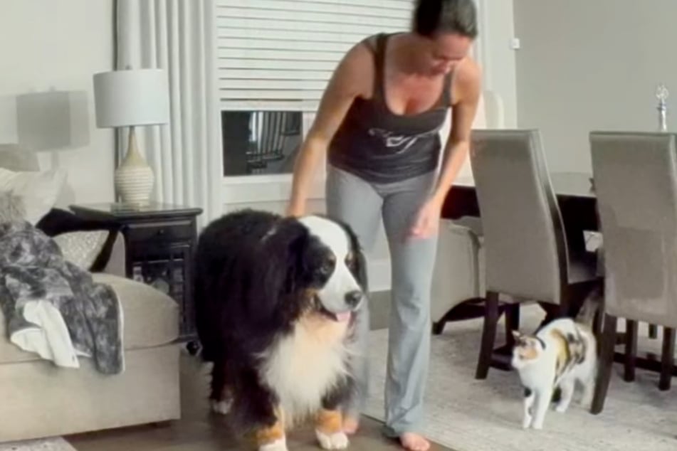 Katie (45) befreit die Samtpfote und ist danach voll des Lobes für ihren Hund. Katze Daphne ist wesentlich reservierter.