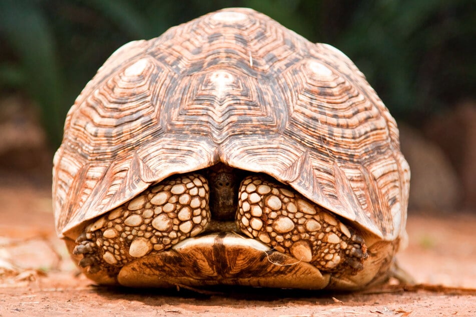 Viele Schildkröten ziehen sich zum Schlafen in ihren Panzer zurück.