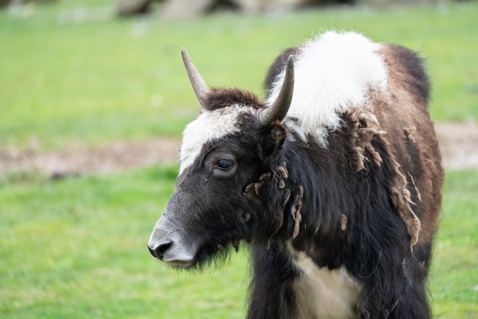 In der Wilhelma ist ein Yak-Weibchen neu eingezogen.