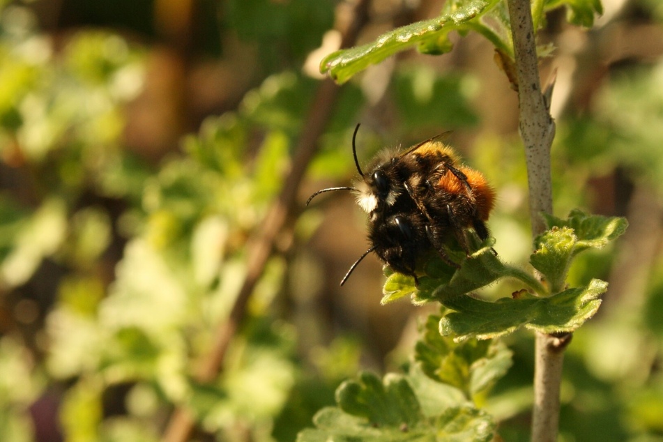 Wenn Ihr diese Bienenart seht, solltet Ihr dringend zum Handy greifen!