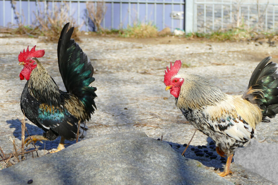 Zwerghähne Rocco und Giovanni.