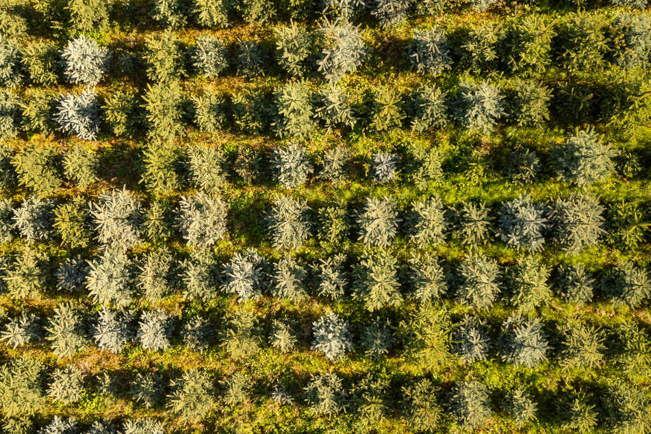 Verfolgungsjagd endet in Tannenplantage: Polizist schießt auf Autoreifen