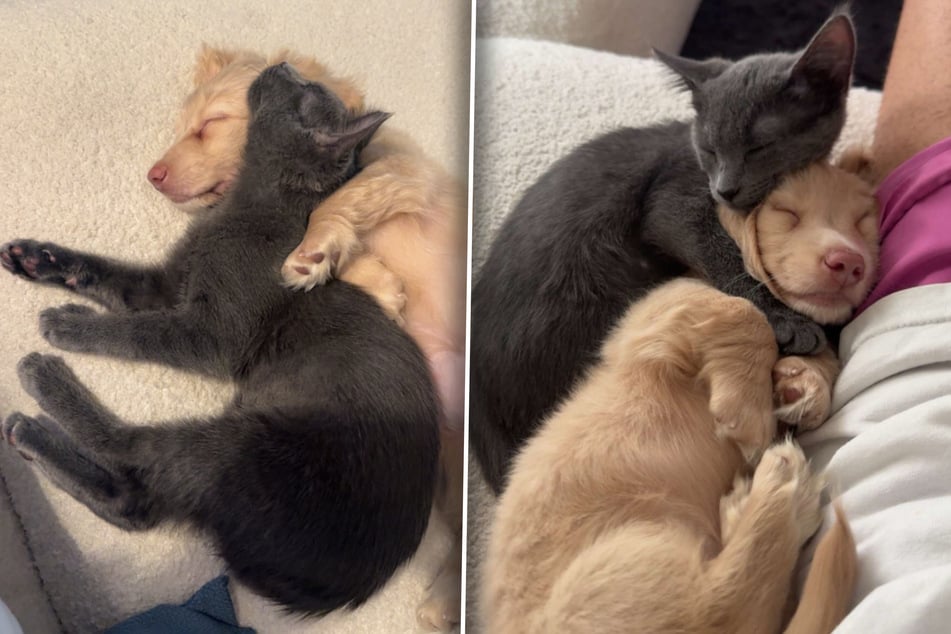 Welpen-Mädchen Callie und Katze Cassie sind von ihrer ersten Begegnung an unzertrennlich.