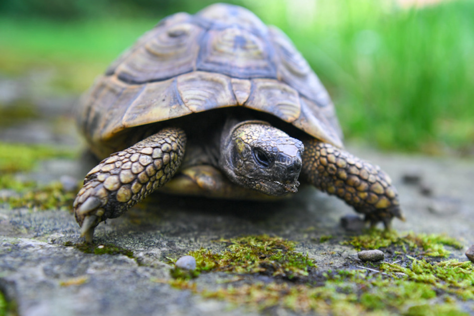 Eine Schildkröte nutzte das gute Wetter für einen Ausflug. (Symbolbild)