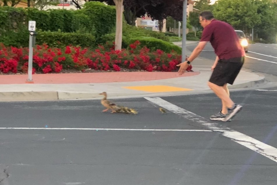 This photo was taken shortly before his death: the man is seen helping a family of ducks cross the road.