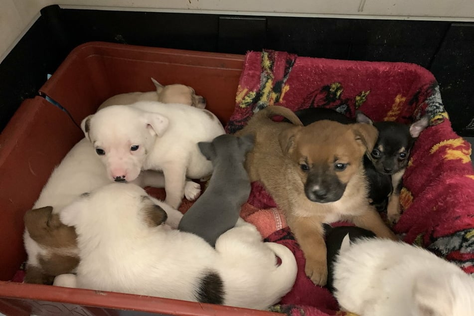 Diese zehn süßen Hundewelpen sollten nach Deutschland geschmuggelt werden.