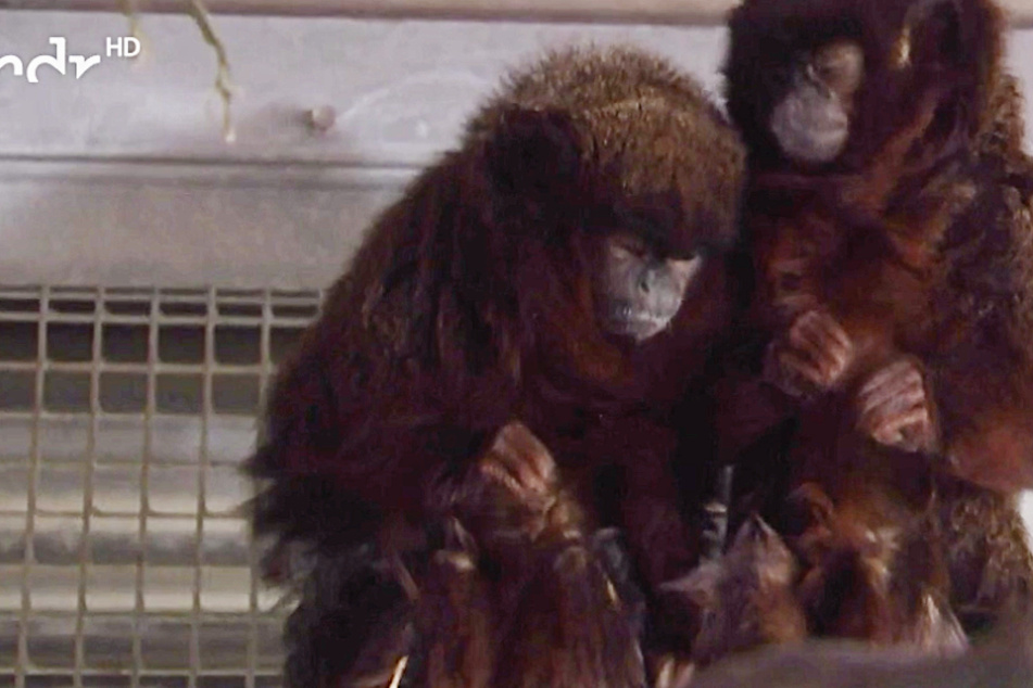 Was ist im Zoo Leipzig los? Affen winden sich beim Anblick von Delikatesse vor Ekel