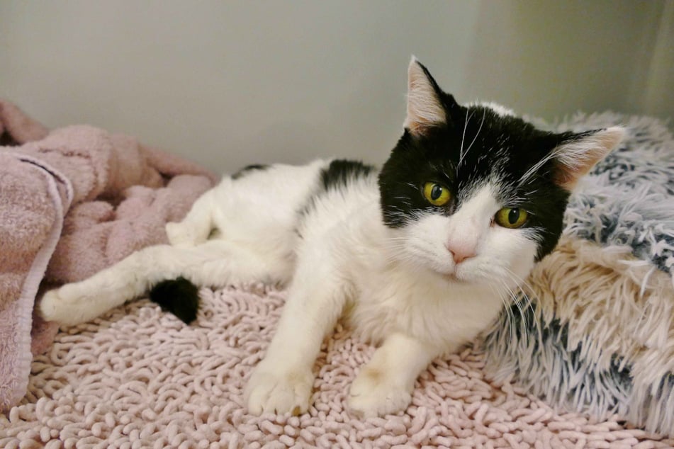 Katze Phoebe sehnt sich nach einem gemütlichen Zuhause.