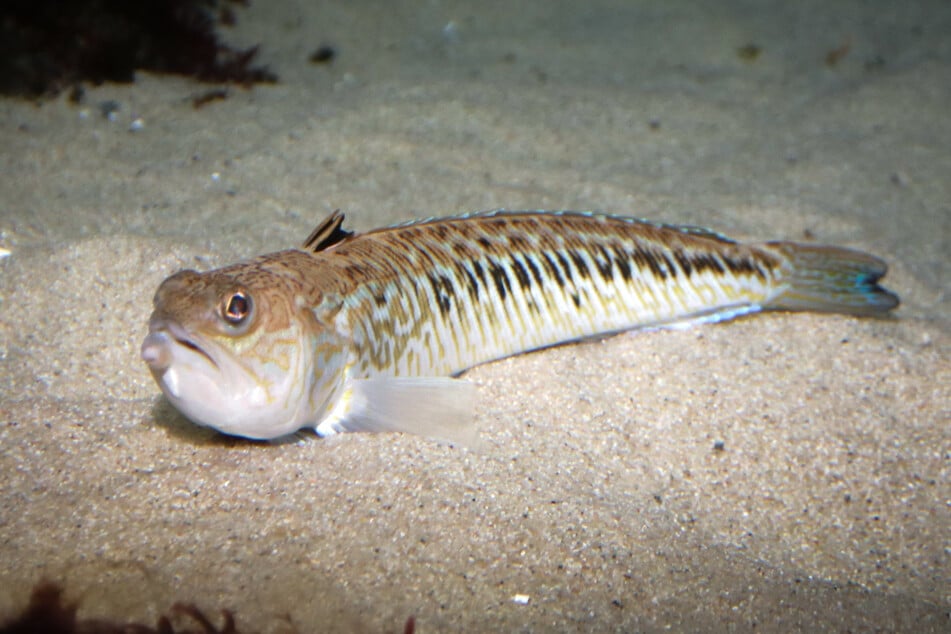 An der Nordseeküste werden in diesem Sommer vermehrt Stiche des giftigen Fisches verzeichnet.