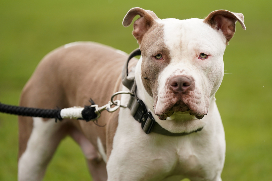 Tödliche Attacke: Hunde zerfleischen eigenes Frauchen!