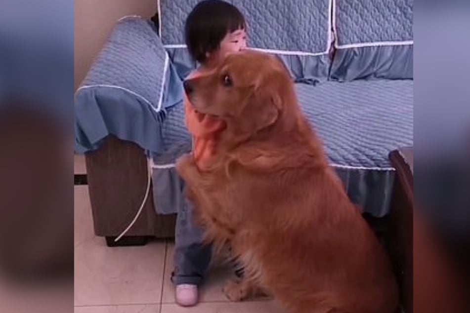 Golden Retriever Harry consoles the two-year-old girl.