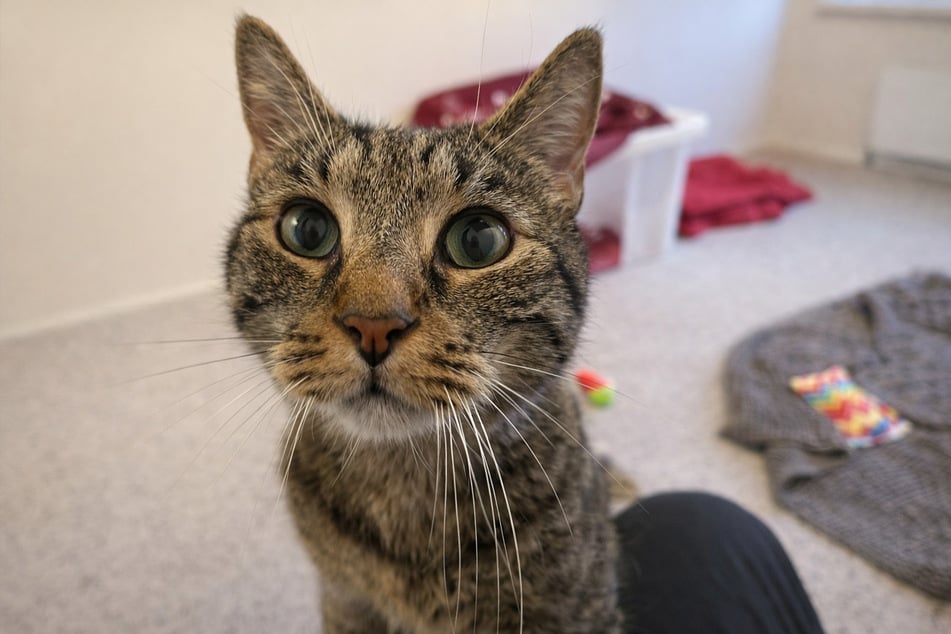 Kater Braunie sucht aktiv die Nähe zu Menschen und lässt sich gerne streicheln.