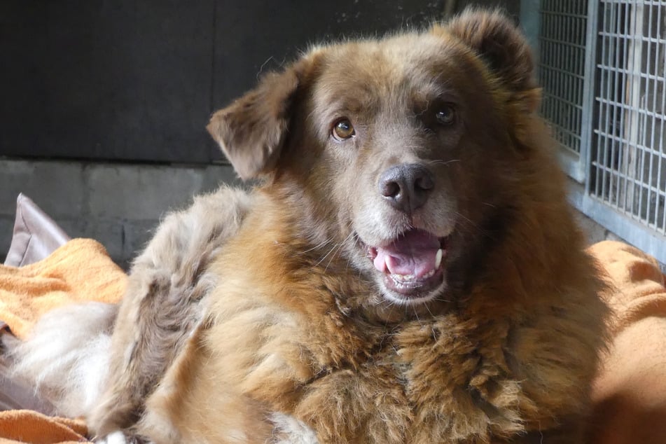 Hündin Elsy sehnt sich nach einem Happy End.