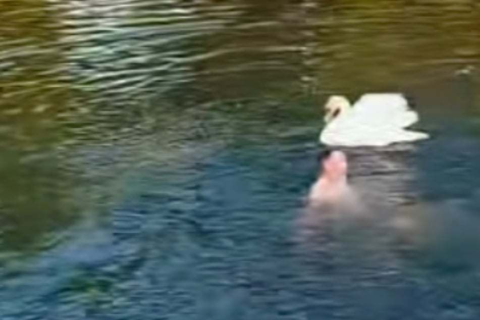 Mann wird noch vor Schwan gewarnt: Was dann passiert, musste passieren