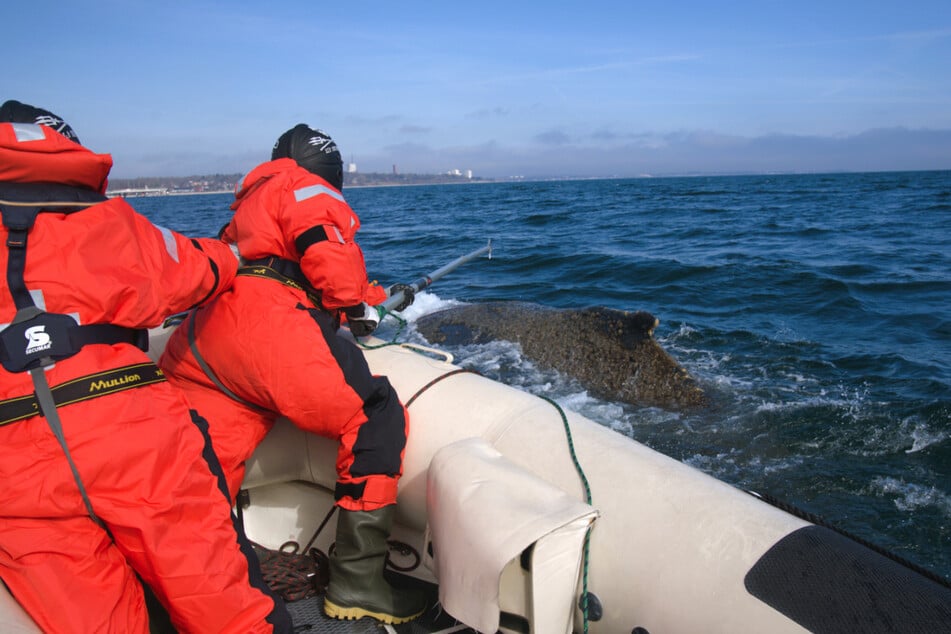 Die Tierschützer mussten nah an den Wal heran.
