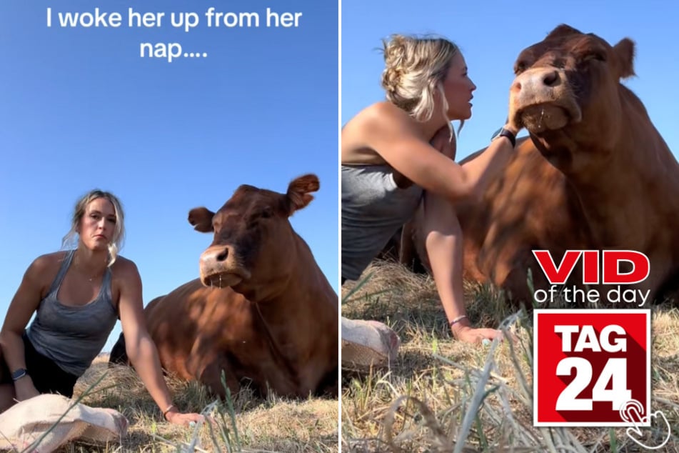 This sleepy cow had a hilarious reaction to being woken up mid-nap!