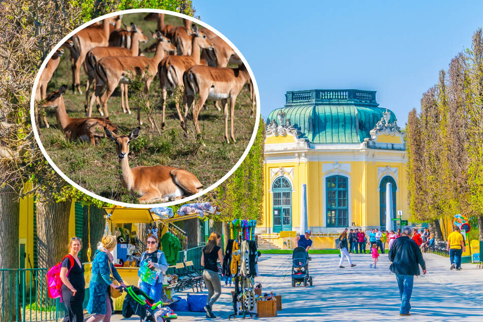 Antilopen-Mord erschüttert ältesten Zoo der Welt