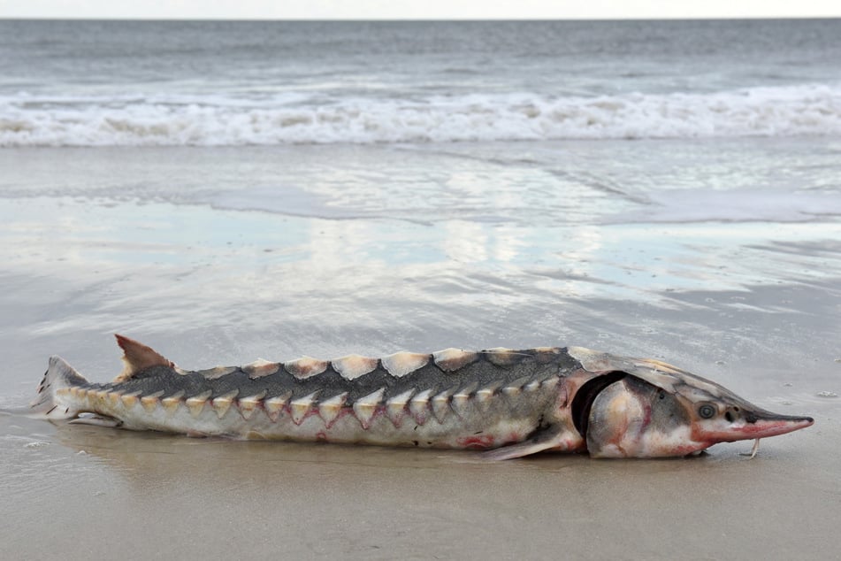 A dead Atlantic sturgeon was discovered on the beach of Assateague Island by naturalist and photographer Allen Sklar.