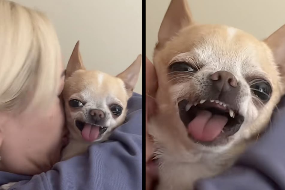 Chihuahua has hilarious feisty reaction to owner's kisses!