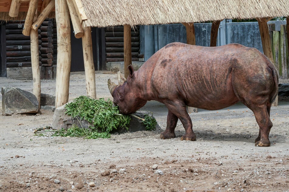 Für rund zwei Millionen Euro: Kölner Zoo eröffnet neue Sehenswürdigkeit