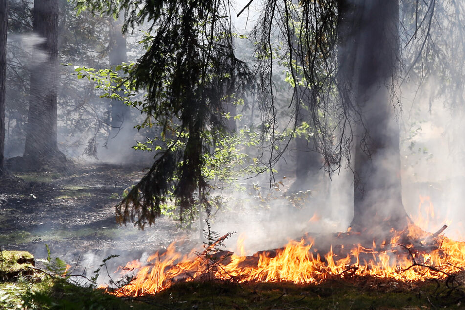 Waldbrand zwischen Bayern und Thüringen: Mehrere Hektar stehen in Flammen