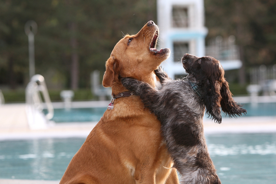 Tierischer Spaß am Hundebadetag: "Sir Floki" spielt mit "Frieda" (Labrador Mischling).