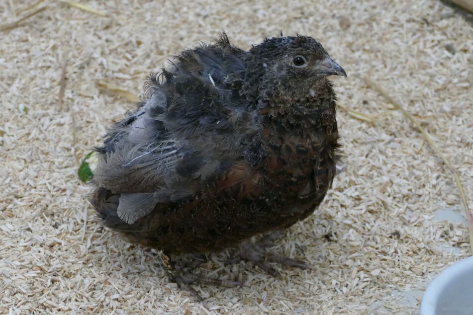 Fünf junge Wachtel durften sich im Tierheim erholen und sind nun bereit für ein neues Zuhause.
