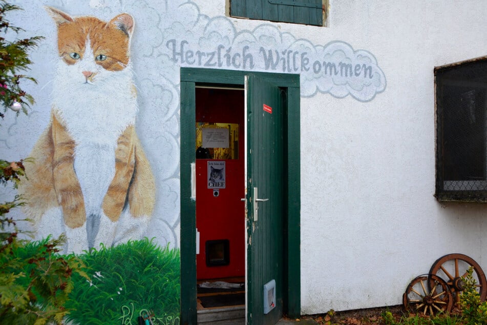 Die IG Katzenschutz in Liebertwolkwitz samt ihren 30 ehrenamtlichen Helfern kümmert sich derzeit um mehr als 40 Samtpfoten.