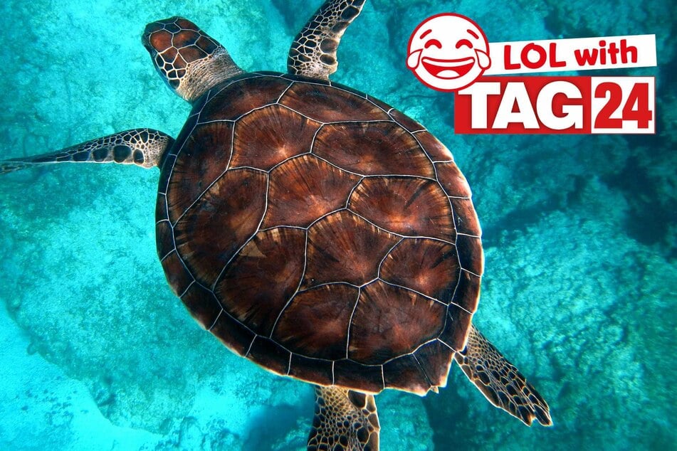 Joke of the Night for April 6, 2026: Swimming with silly