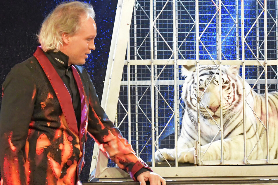 Dresden: Abschied im Zirkus "Sarrasani": Tigerin Kaya kommt nicht mehr auf die Bühne!