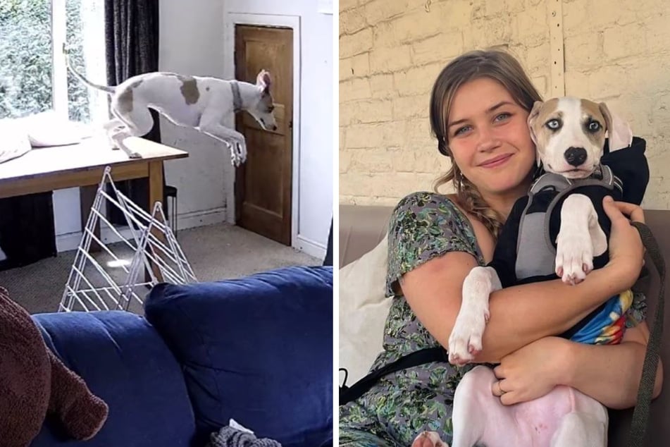 Dog owner shocked by rescue pooch's daring escape to join her on walk