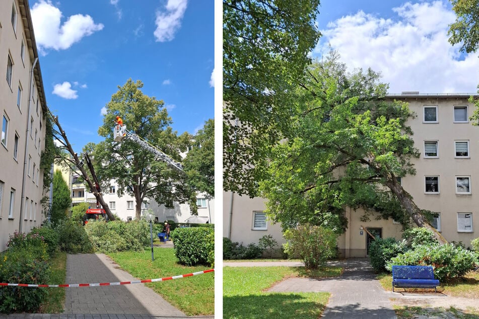 München: 20-Meter-Baum kracht auf Hausdach in München: Bewohner eingeschlossen