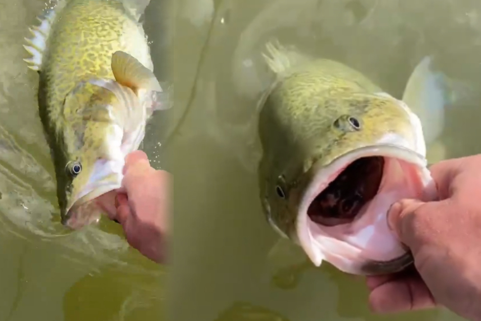 In the Facebook video, undigested mice remains were seen in the river cod's mouth.